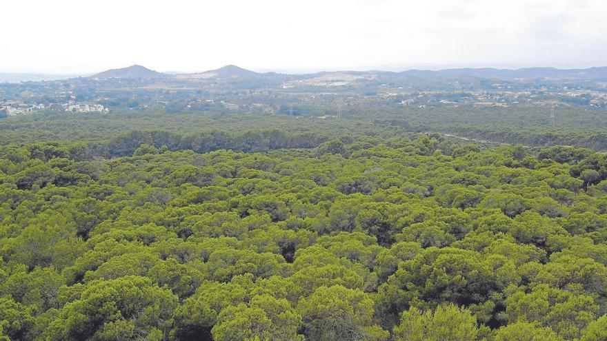 Imagen del Bosque de la Vallesa, en Valencia