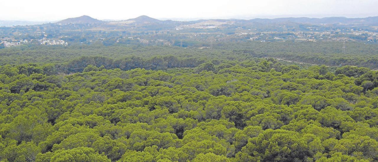 Imagen del Bosque de la Vallesa, en Valencia