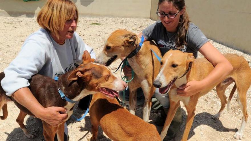 Imagen de perros rescatados por la protectora APADAC.