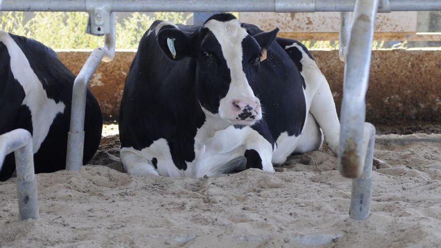 Una vaca en una explotación