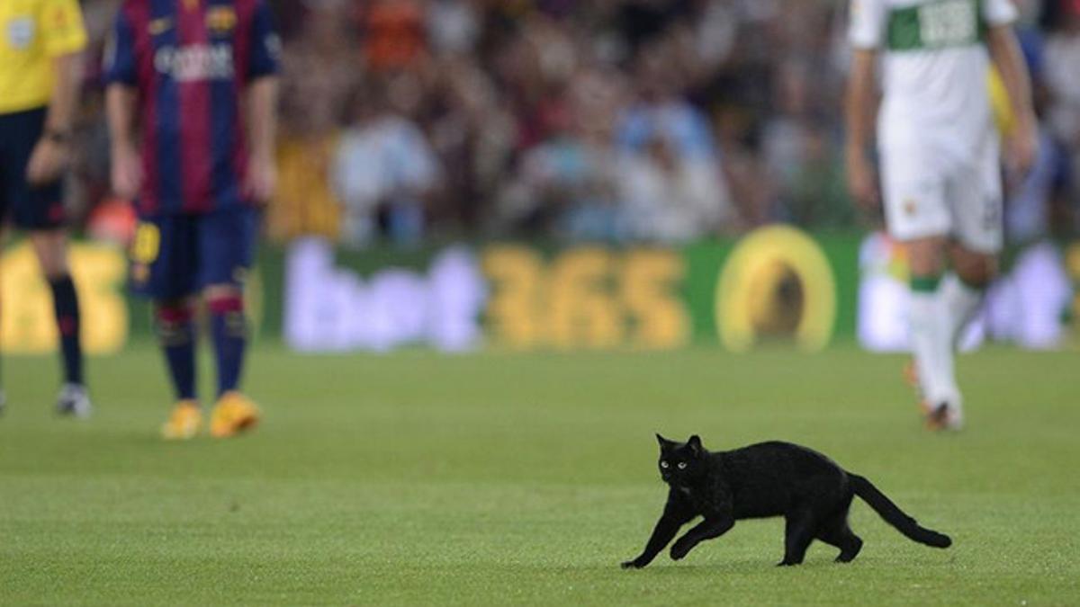 Un gato recorrió el Camp Nou