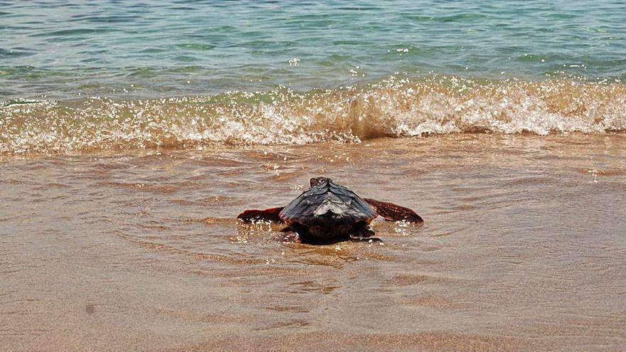 Ein erstes Bad für diese Schildkröte.