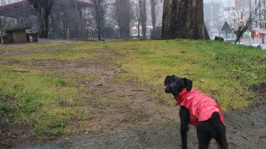 Un perro en el entorno del IES Castelao, donde varias mascotas han sido intoxicadas en los úitimos días. // Ricardo Grobas