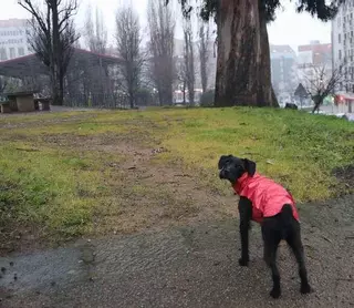 Las trampas con veneno se extienden por la ciudad y ya matan perros en O Calvario