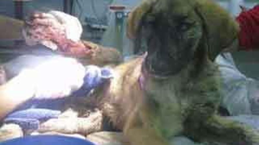 La perrita, intervenida en un hospital veterinario de Madrid.