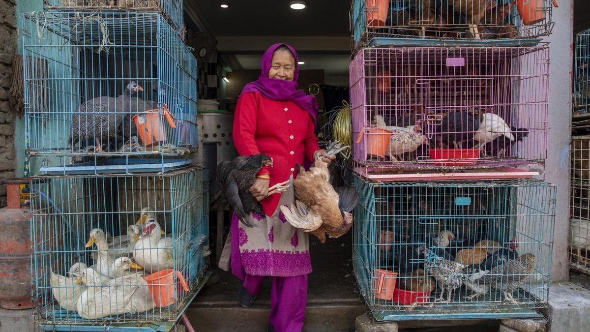 Un mercado de aves en Katmandú, Nepal, el pasado enero. Nepal ha confirmado varios casos de gripe aviar.