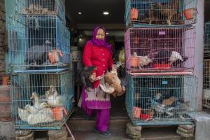 Un mercado de aves en Katmandú, Nepal, el pasado enero. Nepal ha confirmado varios casos de gripe aviar.