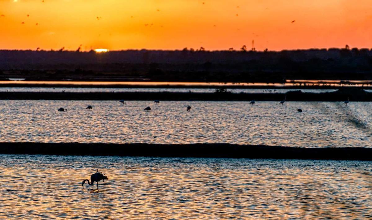 Parque de Doñana (Huelva)