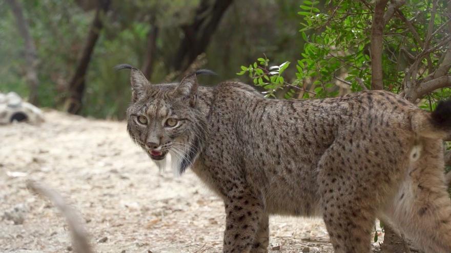 Selwo Aventura acoge a Cynara, un ejemplar de lince ibérico