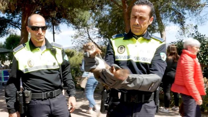 Dos agentes del GRUPONA con la ardilla herida.