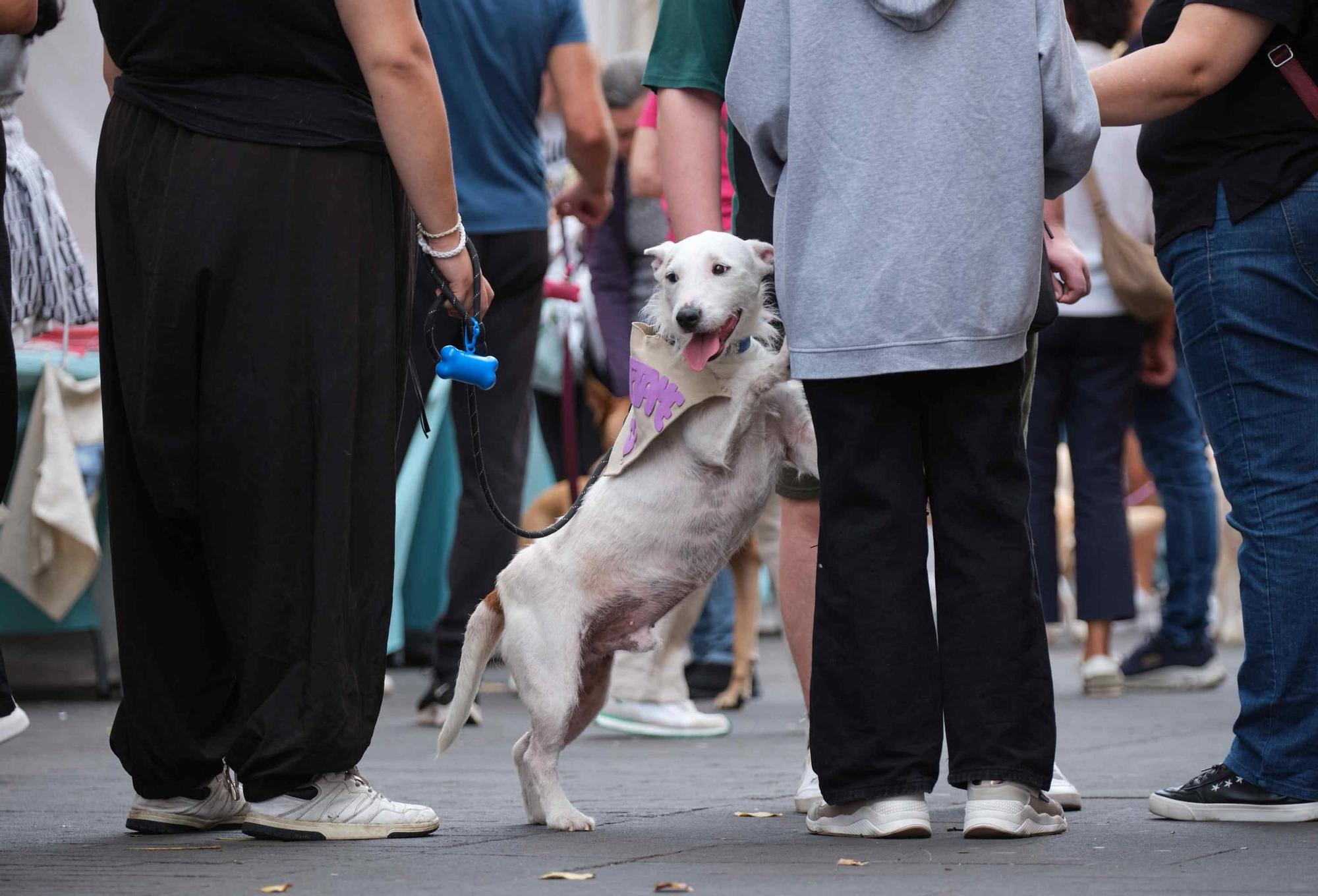 Feria de la Adopción de Mascotas de La Laguna