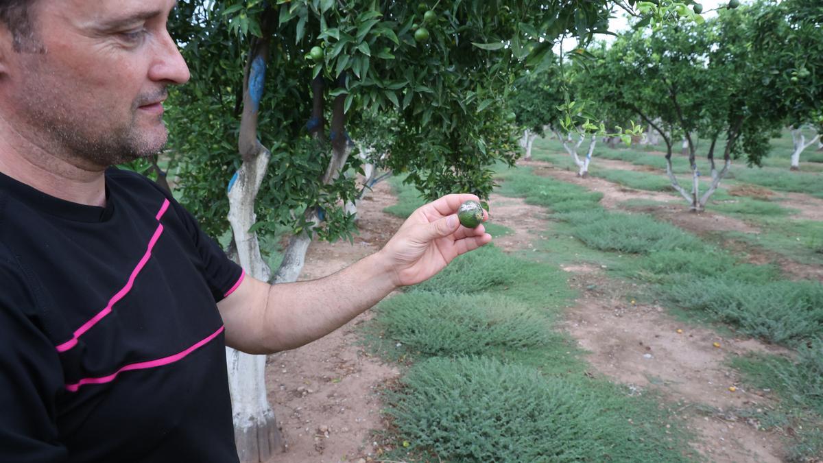 La plaga del ‘cotonet’ deforma la naranja hasta    hacerla inservible desde el punto de vista comercial.