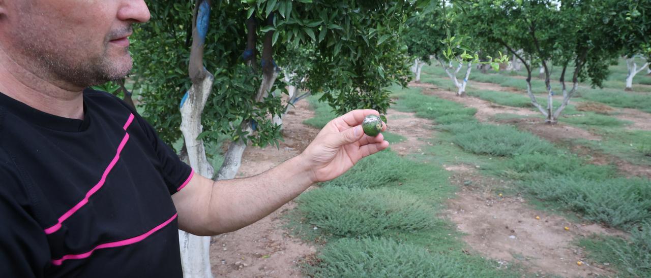 La plaga del ‘cotonet’ deforma la naranja hasta    hacerla inservible desde el punto de vista comercial.