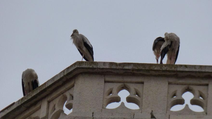 Un estol de cigonyes migradores fa parada a Figueres i els pobles dels voltants