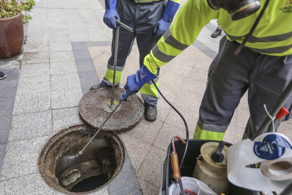 Plan de choque contra las plagas en Orihuela.