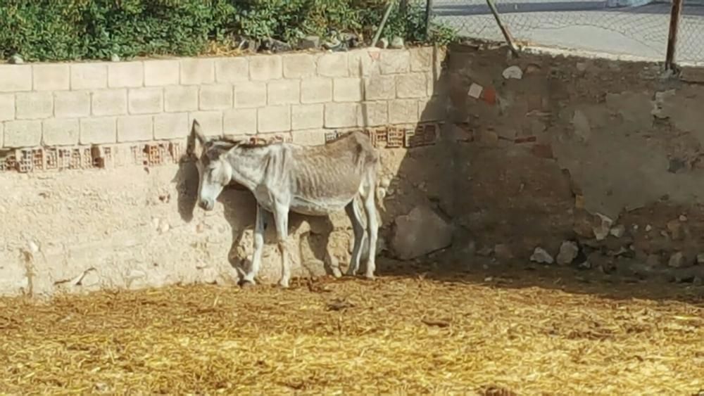 Denuncia de maltrato animal en una granja de Lorca