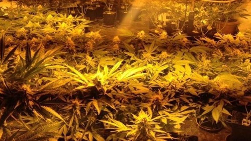 Marihuana intervenida en una anterior operación.