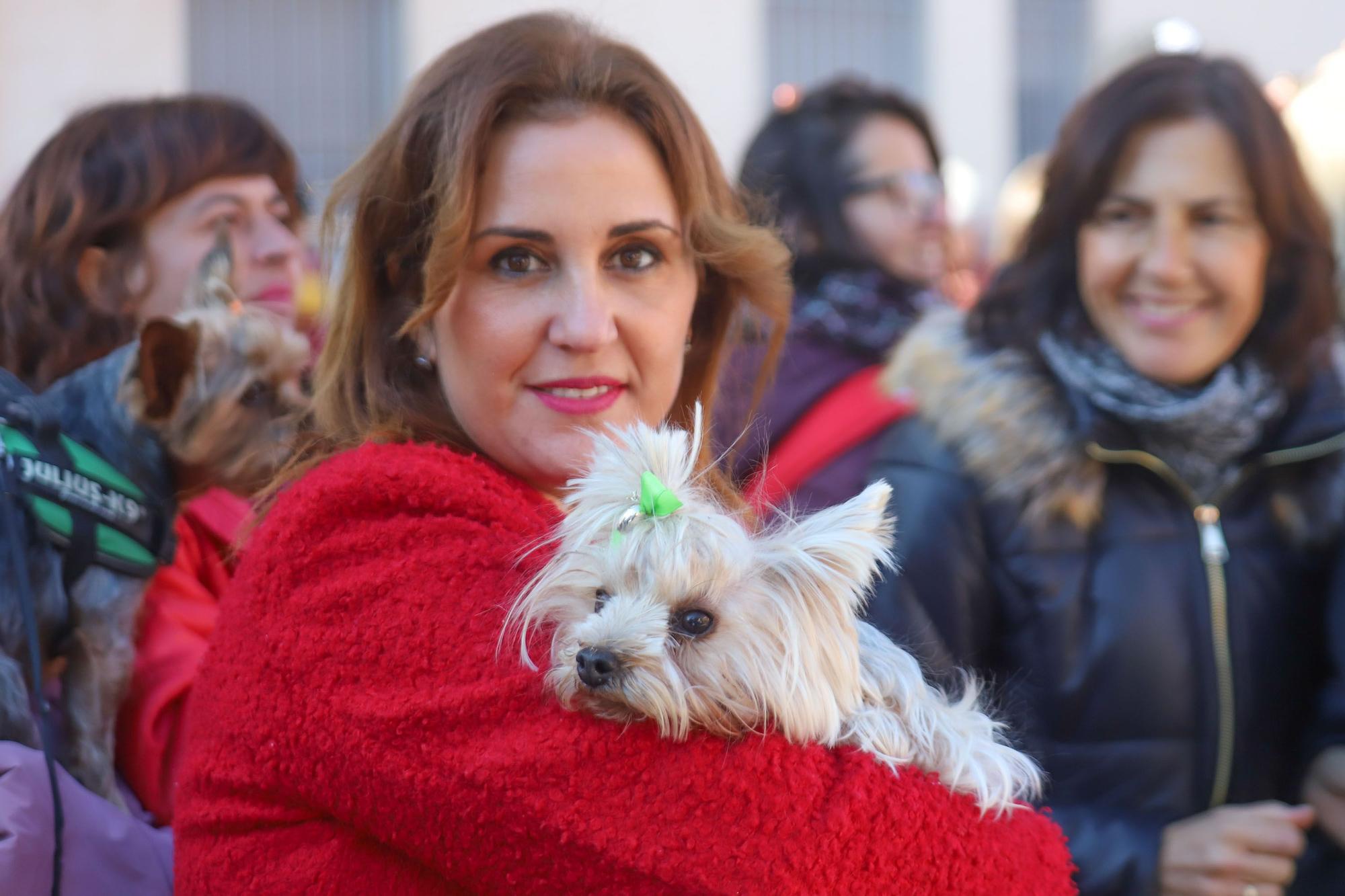 Romería y Bendición de animales en San Antón de Elche