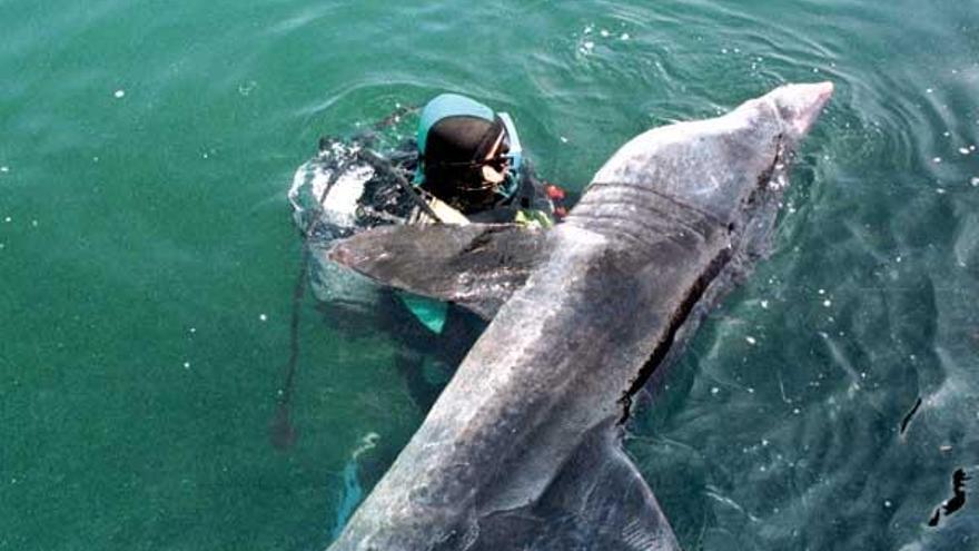 Imagen de un tiburón peregrino que llegó desorientado a la dársena del puerto de Bueu en 1998.