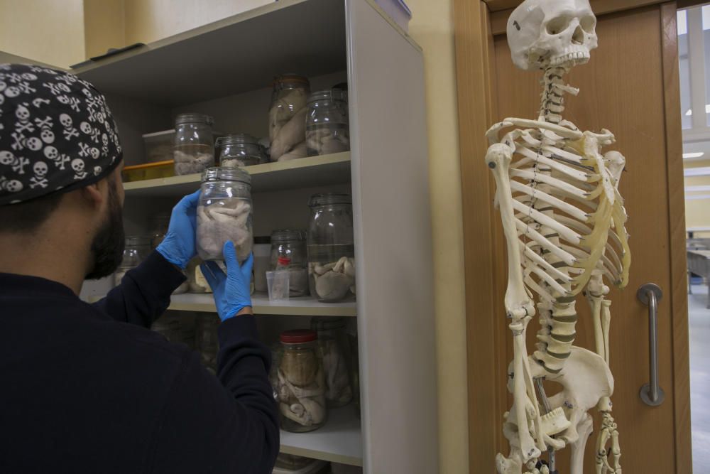 La osteoteca de la Facultad de Medicina de la UA guarda miles de piezas para que los alumnos estudien anatomía