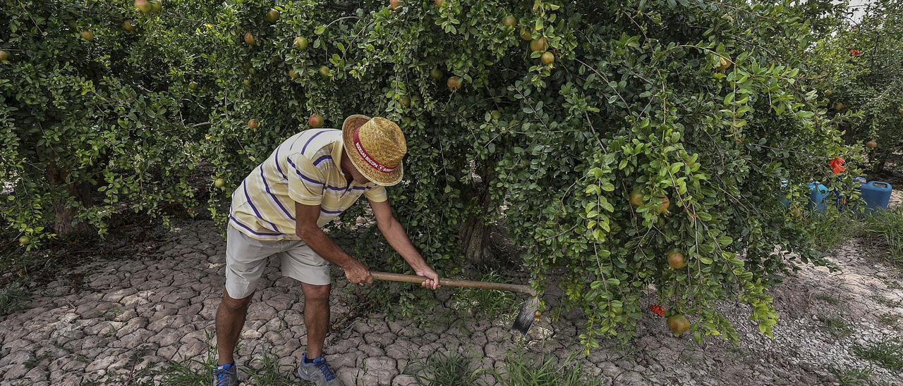 Un agricultor trabajando este agosto en suplantación de granadas en Elche.