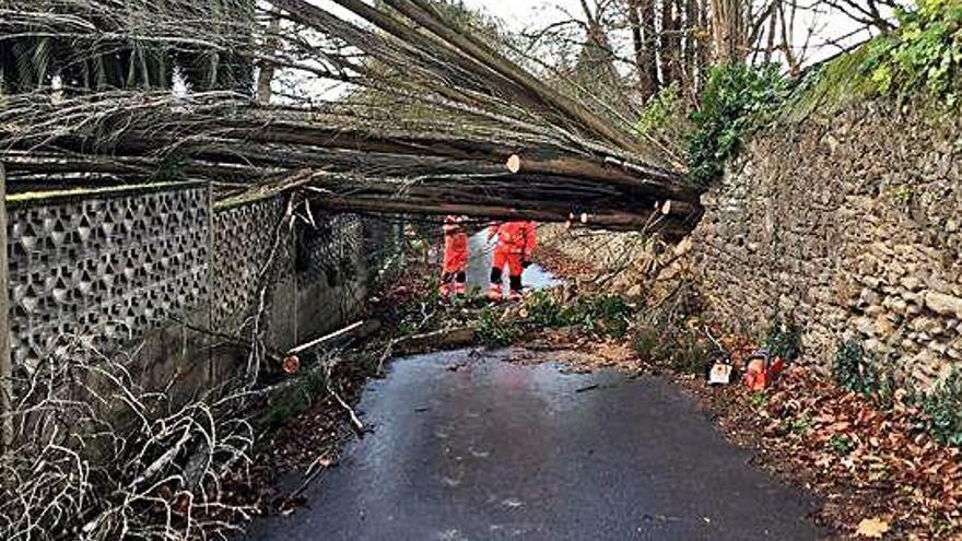 Emergencias atendiendo a un árbol caído bloqueando una vía y ayer mismo, encima del tejado del instituto Miraflores donde voló la cubierta.