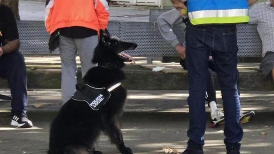 El perro policía coruñés Biko, ‘pillado’ en redes