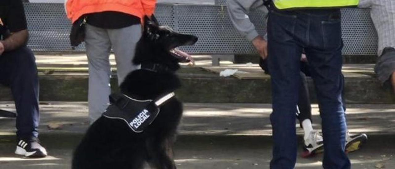 'Biko', uno de los perros de la Policía Local de A Coruña, en una intervención.