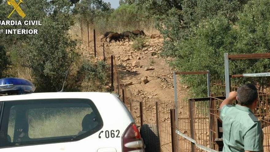 Un cazador, imputado por atrapar jabalíes y retenerlos vivos en una nave de Zamora