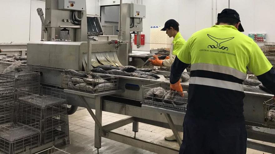 Empleados de la fábrica de Vila Nova de Cerveira, especializada en lomos de atún precocidos.   | // CLP