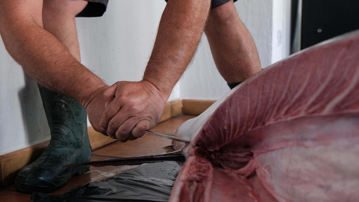 Toni March, pescador de Ibiza, captura un atún de 320 kilos