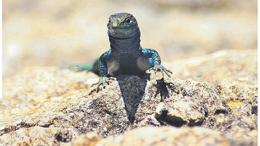 Eidechsen sind überall auf Cabrera zu sehen.  FOTO: FELDMEIER