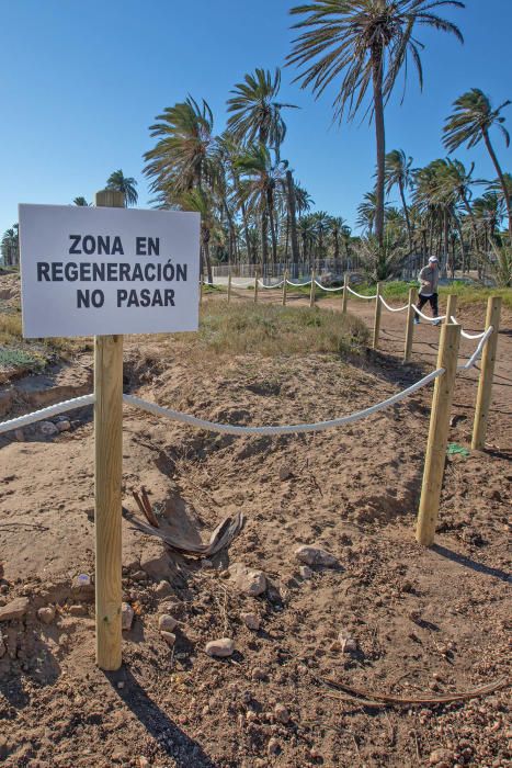 Costas ha realizado un proyecto de regeneración de los restos del cordón dunar de cala Ferrís, además de trabajos de poda y plantación de vegetación autóctona