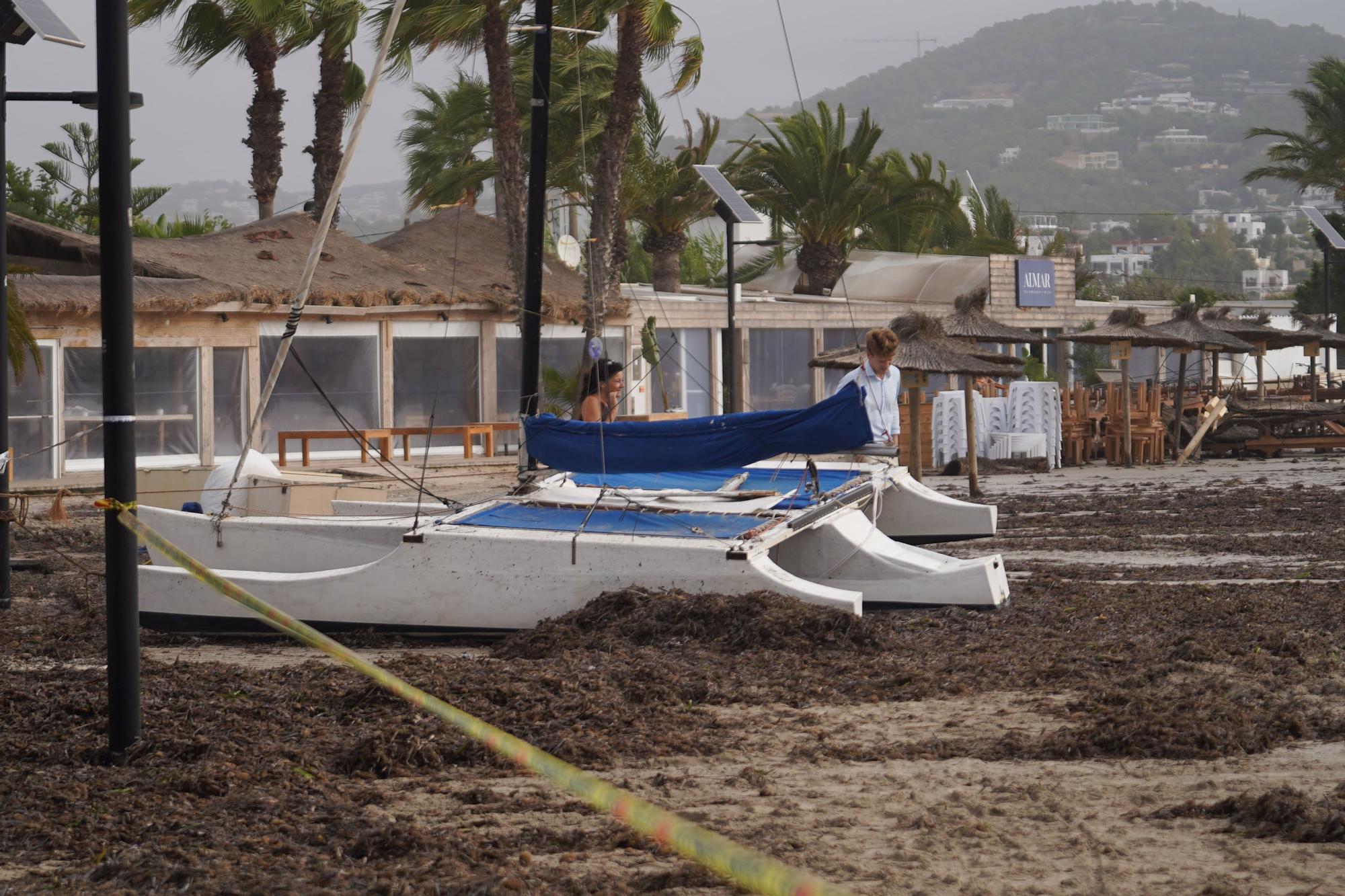 Así ha sido la jornada de limpieza de las playas de Ibiza después del temporal