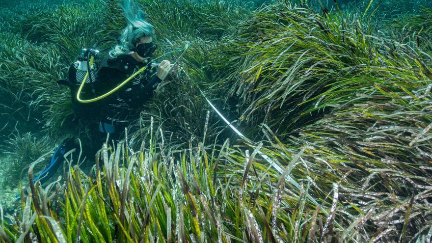 Galería de imágenes del estudio sobre la posidonia de la bahía de Talamanca