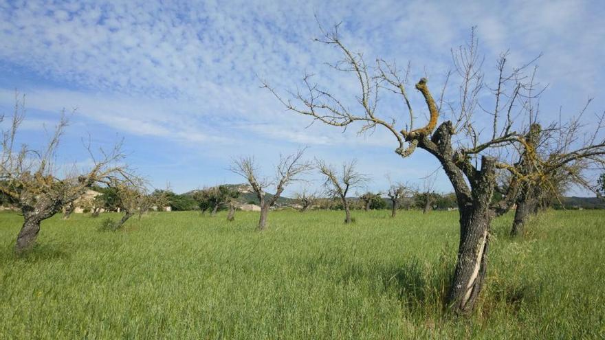 Almendros afectados por la Xylella