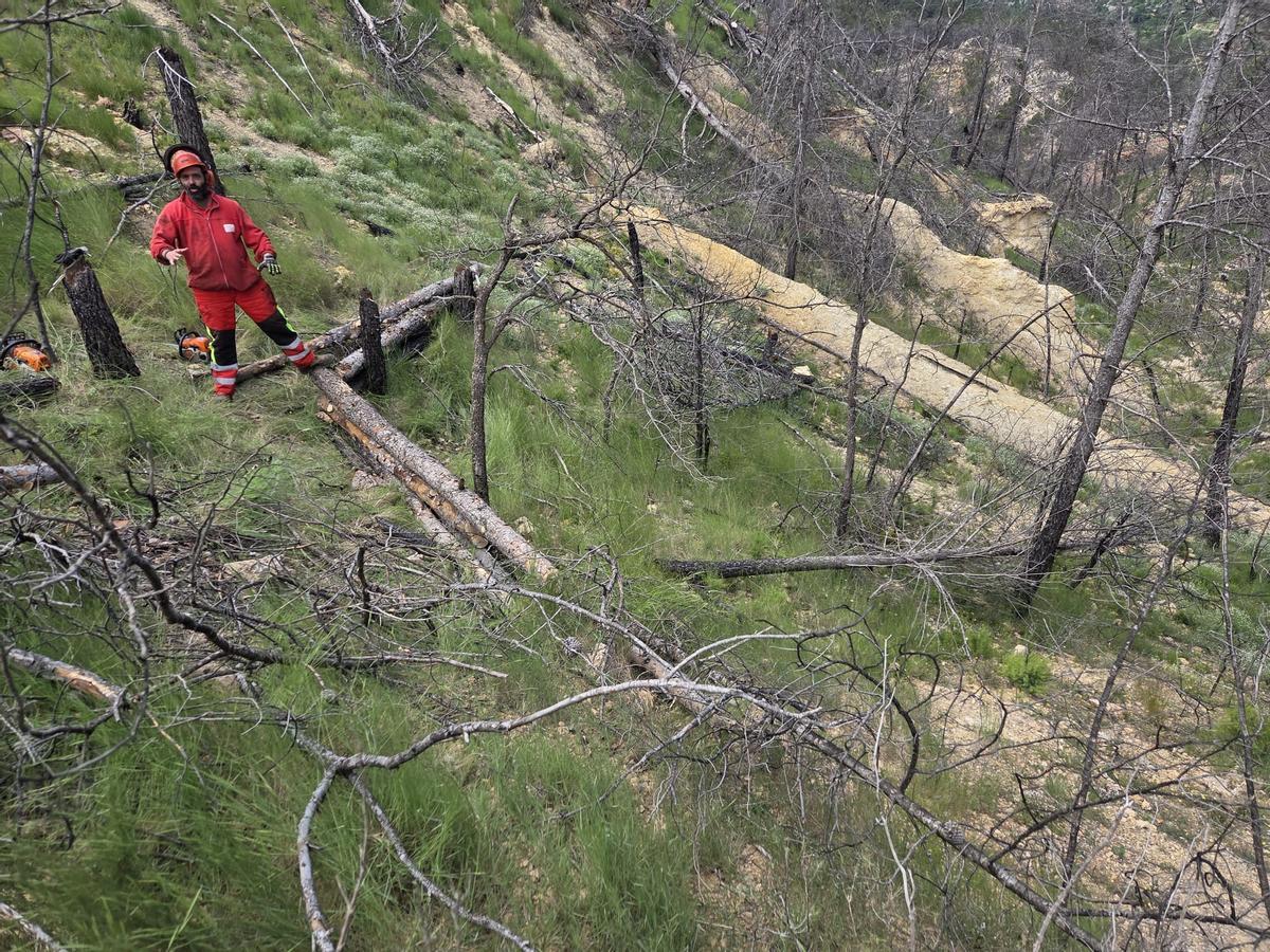 Así renacerá el Alto Mijares tras el gran incendio: más de 8.000 árboles para crear un bosque resistente al fuego Así renacerá el Alto Mijares tras el gran incendio: más de 8.000 árboles para crear un bosque resistente al fuego