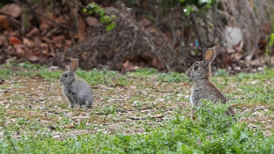 Conejos, jabalíes, ciervos, corzos y cabras provocan daños en 100.000 hectáreas del campo aragonés