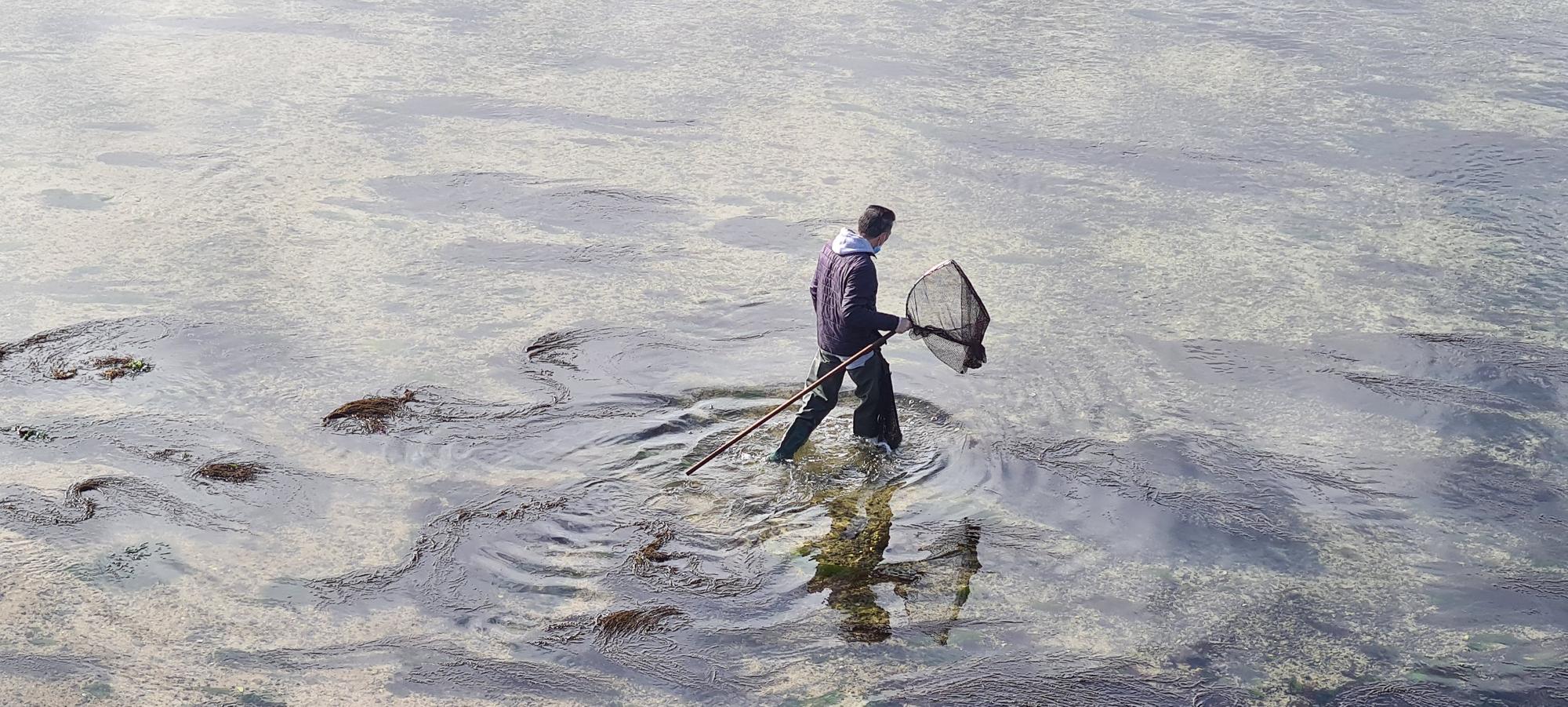 La pesca artesanal del chopo subsiste bajo el puente de A Toxa