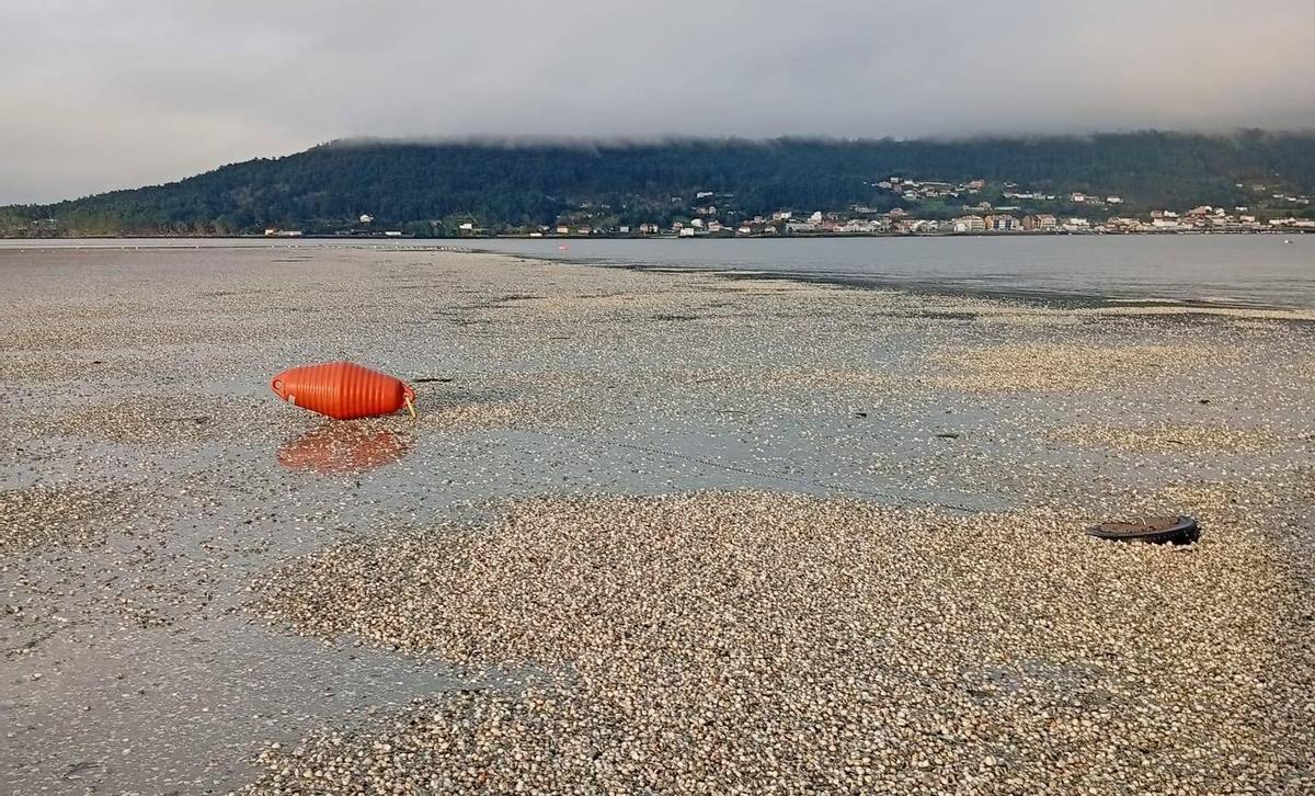 Marisco muerto en uno de los bancos de la ría de Muros-Noia.