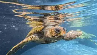 Un hospital del mar y de la conciencia en tierra firme: así curan en Telde a las especies marinas varadas que llegan a Canarias