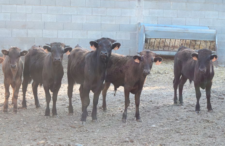 Peris y Machancoses, dos ganaderías de bous al carrer que resisten la falta de festejos