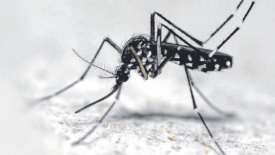Experts alerten que l&#039;eclosió del mosquit tigre es produirà a partir del 15 d&#039;agost