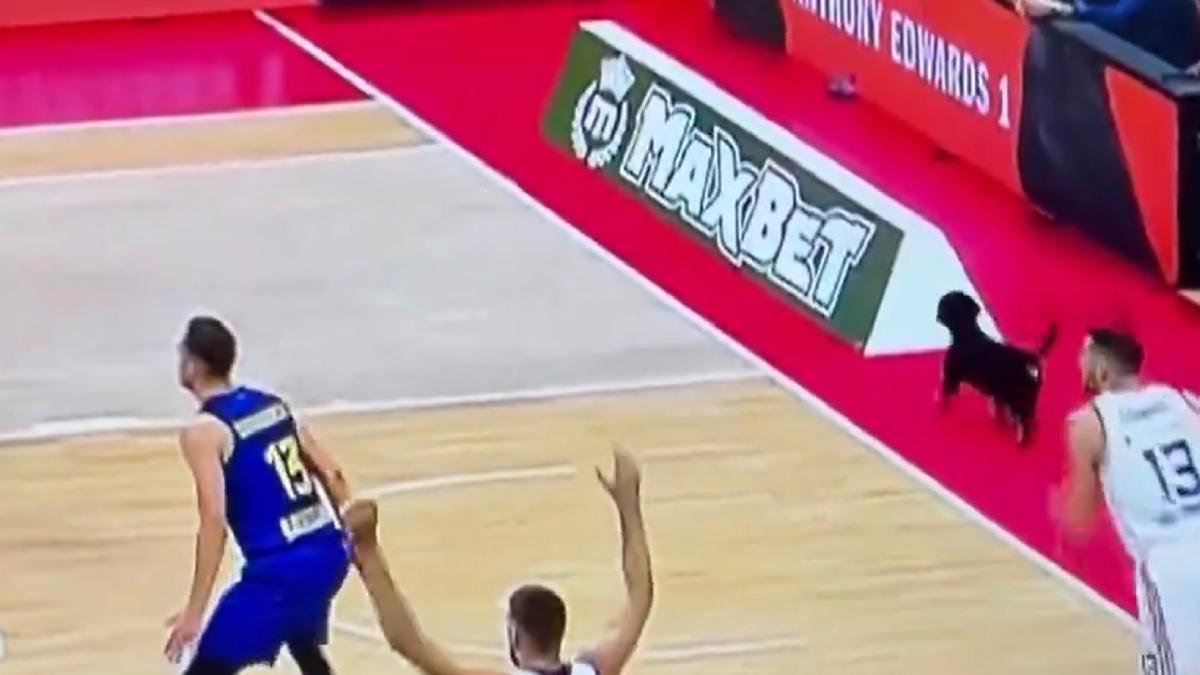 ¡Un perro apareció en la pista del Belgrado Arena!