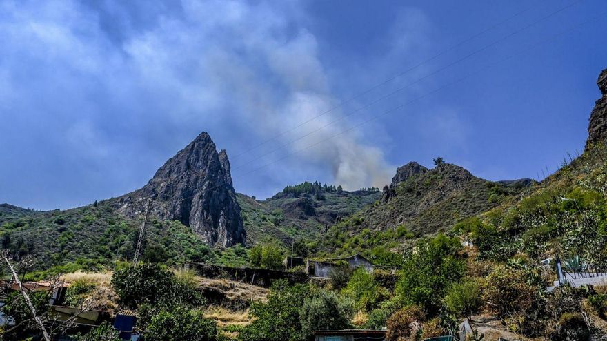 La planta que solo crece en un acantilado de Gran Canaria y es más rara que el dragón de Komodo
