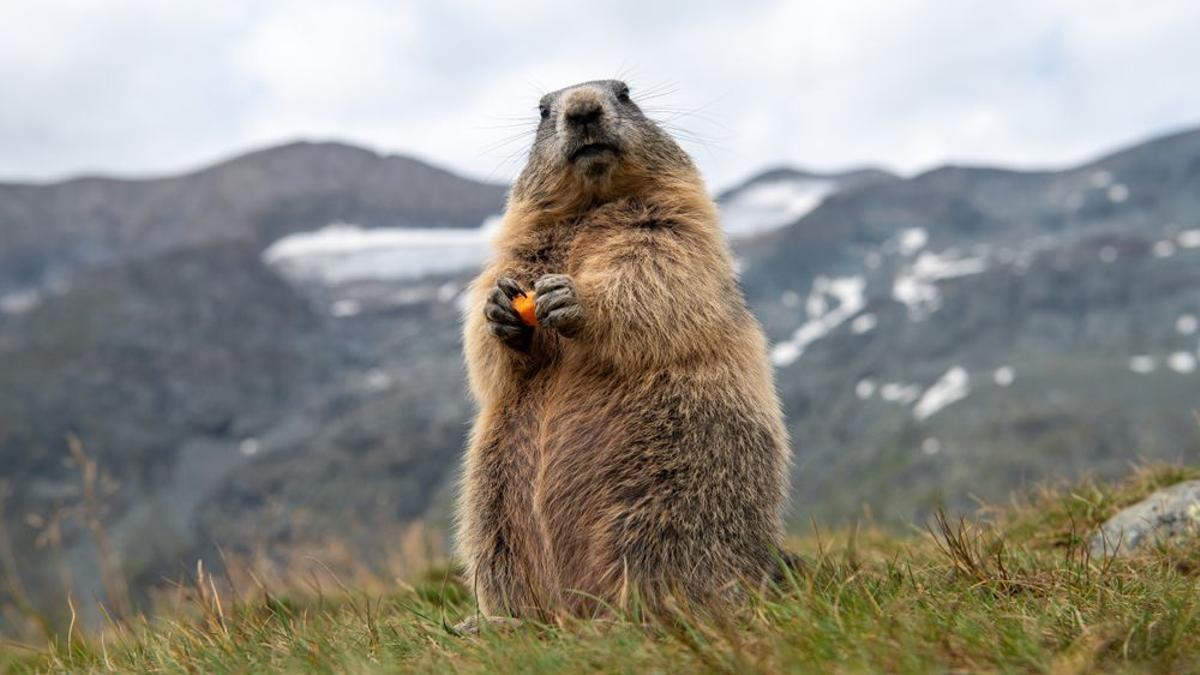 Una marmota.