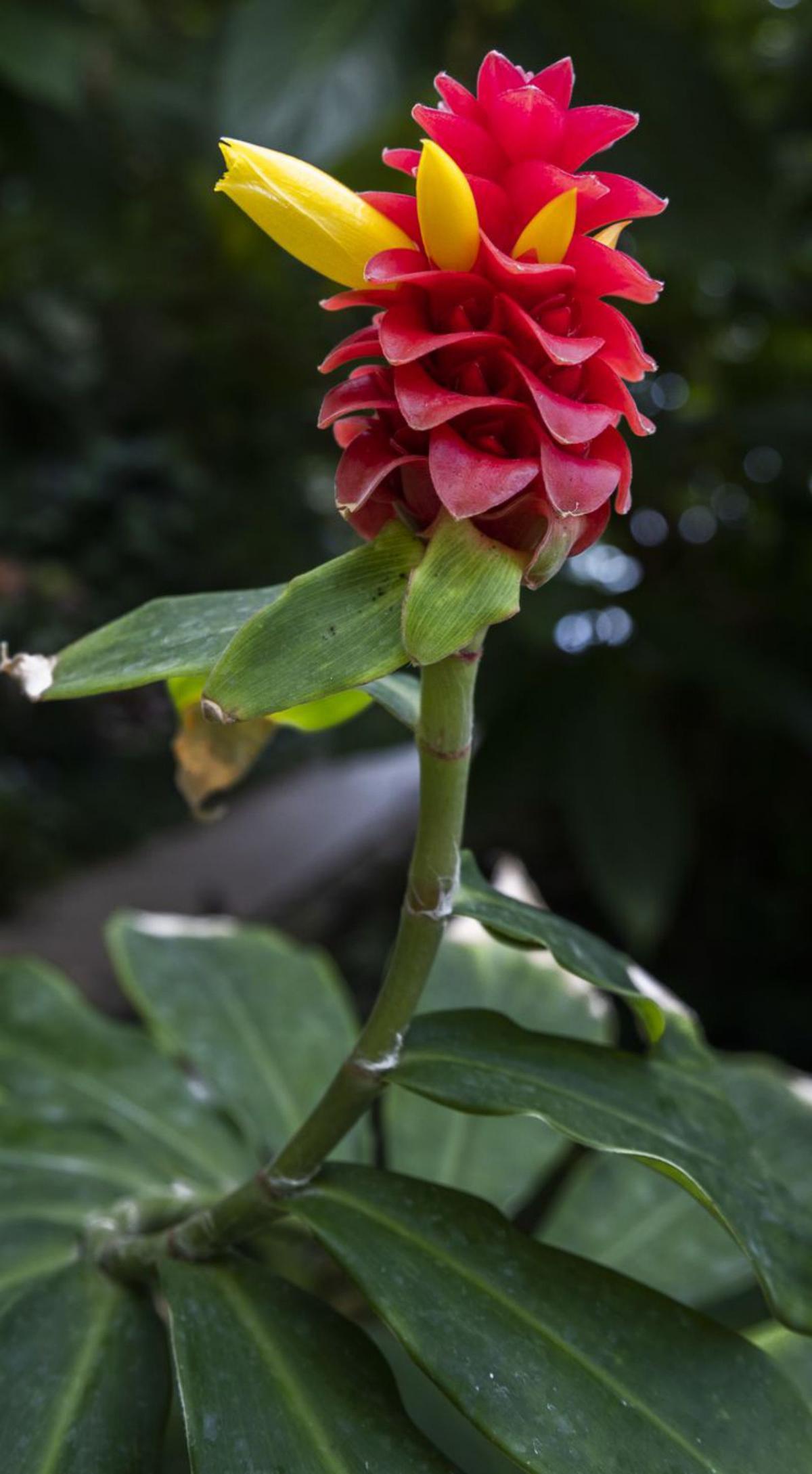 Pozo de agua en el recinto de las plantas medicinales. G.caballero