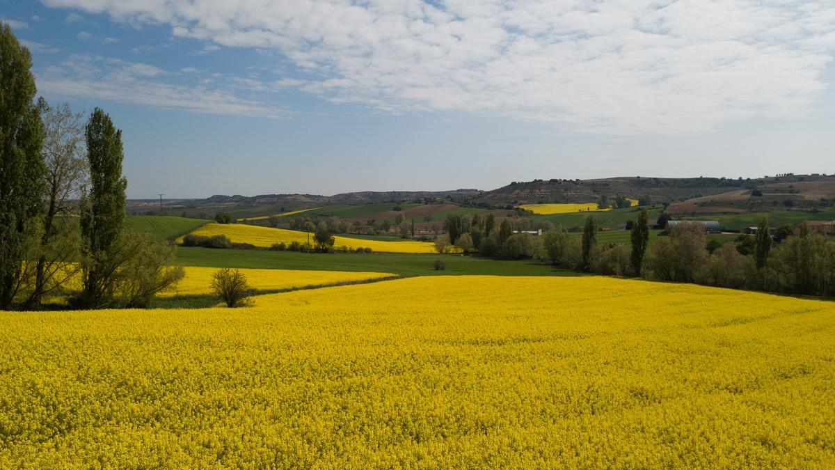 GALERÍA | La primavera tiñe de amarillo los campos de Zamora