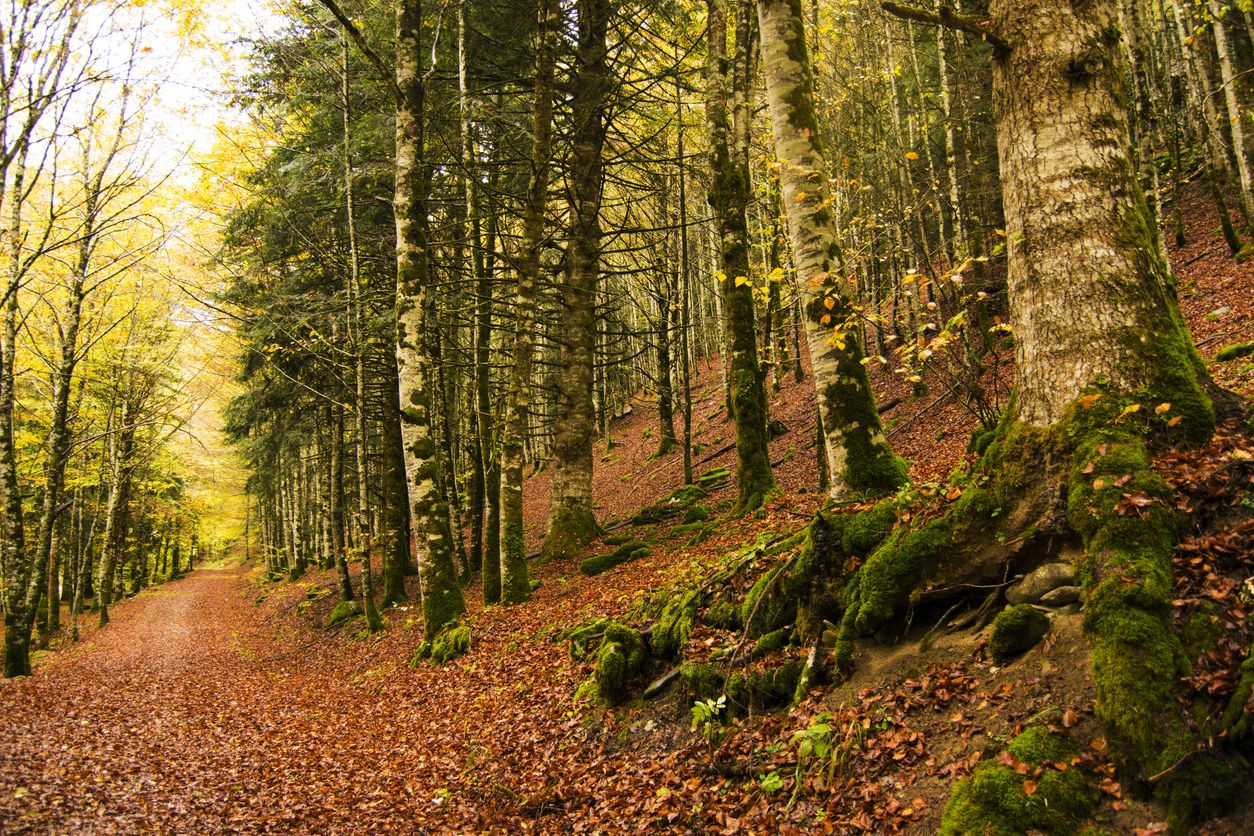 Tiene 12.000 años y es el segundo hayedo más importante de Europa