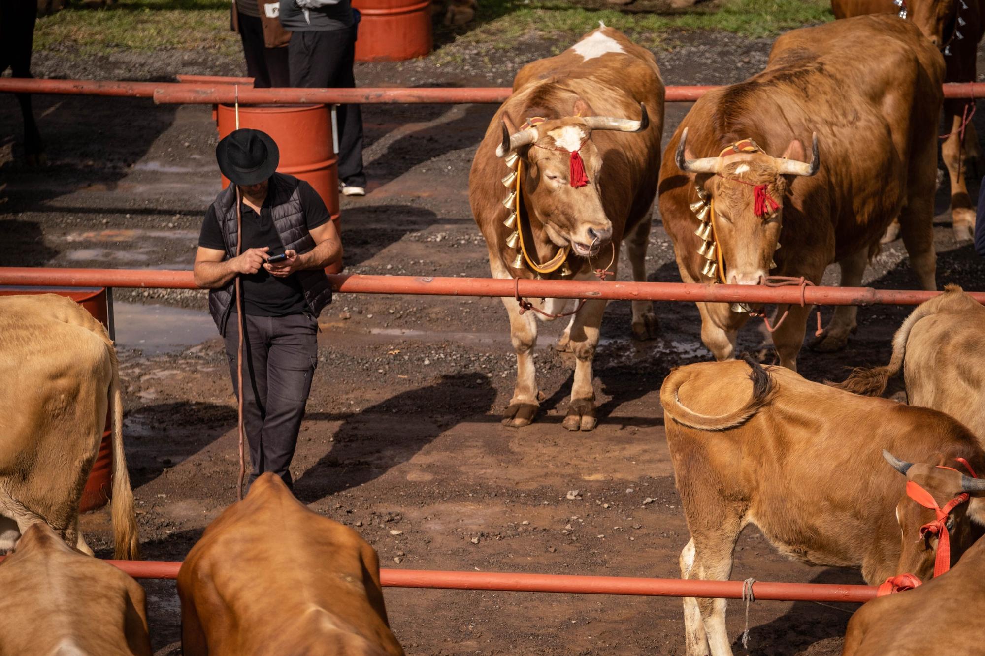 Feria de ganado por las fiestas de Tacoronte